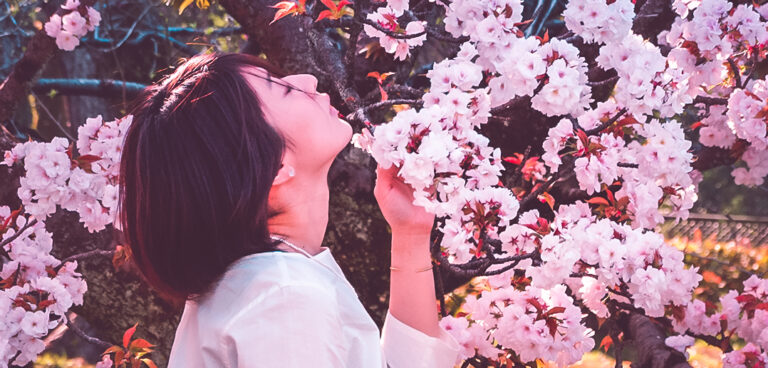 Modèle posant devant un cerisier en fleur lors d'Hanami
